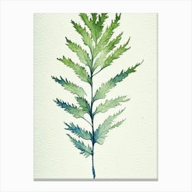 Wormwood Leaf Minimalist Watercolour 3 Canvas Print