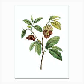 Vintage Papaw Tree Branch Botanical Illustration on Pure White n.0606 Canvas Print
