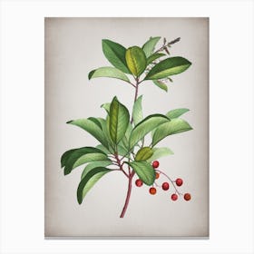 Vintage Greek Strawberry Tree Botanical on Parchment n.0352 Canvas Print