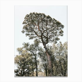 Pine Tree In The Forest In Calabria In Italy Canvas Print