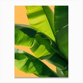 Banana Leaf On Yellow Background Canvas Print