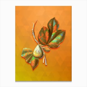 Vintage Fig Botanical Art on Tangelo n.0236 Canvas Print