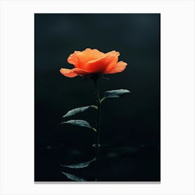 Single Rose 18 Canvas Print