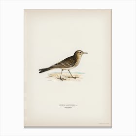 Tawny Pipit, The Von Wright Brothers Canvas Print