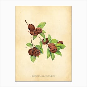Modern Botanical Cookies Canvas Print