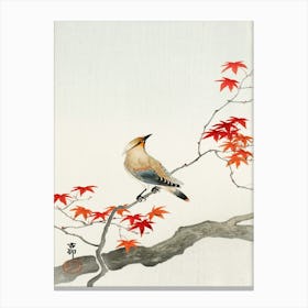 Japanese Plague Bird On Maple (1900 1936), Ohara Koson Canvas Print