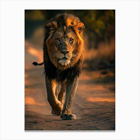 Lion Walking Canvas Print