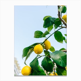 Amalfi Coast Lemons Iii Canvas Print