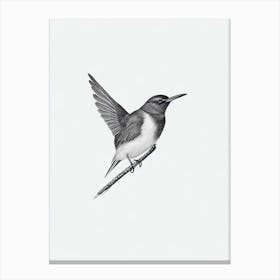 Dipper B&W Pencil Drawing 2 Bird Canvas Print