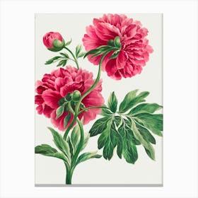 Peonies 7 Canvas Print