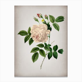 Vintage Rosa Indica Botanical on Parchment n.0582 Canvas Print