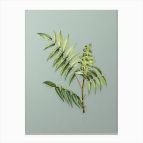 Vintage Staghorn Sumac Botanical Art on Mint Green n.0264 Canvas Print