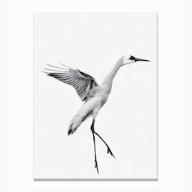 Crane B&W Pencil Drawing 1 Bird Canvas Print