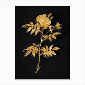 Vintage Rosa Redutea Glauca Botanical in Gold on Black n.0122 Canvas Print