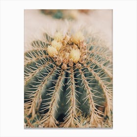 Desert Barrel Cactus Canvas Print
