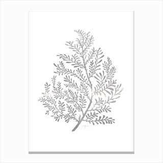 Grey Plant No486b Canvas Print