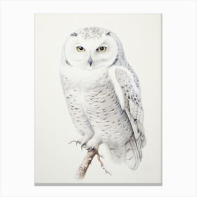 Vintage Bird Drawing Snowy Owl 4 Canvas Print
