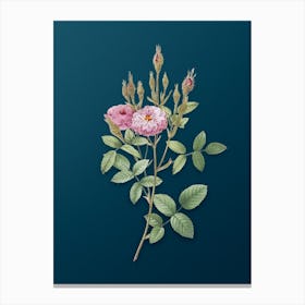 Vintage Mossy Pompon Rose Botanical Art on Teal Blue n.0966 Canvas Print