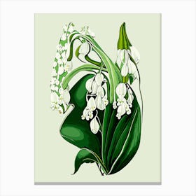 Lily Of The Valley Wildflower Vintage Botanical 1 Canvas Print