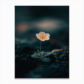 Single Flower In The Dark 30 Canvas Print