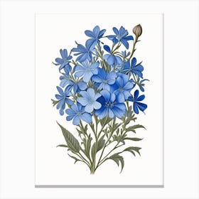 Wild Blue Phlox Wildflower Vintage Botanical 2 Canvas Print