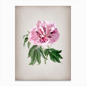 Vintage Double Red Curled Tree Peony Botanical on Parchment n.0255 Canvas Print