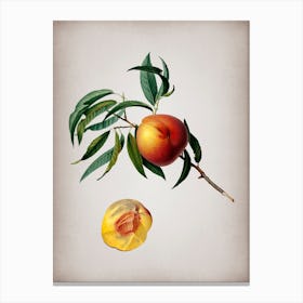 Vintage Peach Botanical on Parchment n.0087 Canvas Print