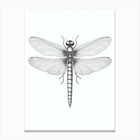  Dragonfly Black And White Pencil  Canvas Print