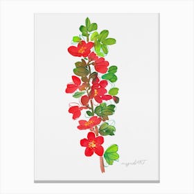 Chaenomeles Canvas Print