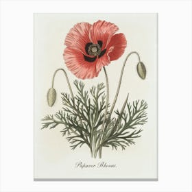 Papaver Rhoeas Botanical Illustration - Red Poppy Flower Art Print
A classic botanical illustration of the Papaver Rhoeas, or red poppy, featuring vibrant petals and delicate foliage. This artwork brings timeless charm and a touch of natural beauty to any space.
Ideal for a kitchen, study, or living room, adding a hint of vintage botanical elegance. Canvas Print