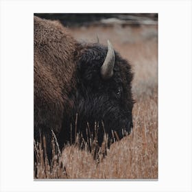 Rustic Bison Landscape Canvas Print