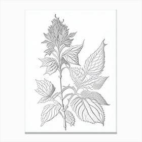 Bergamot Herb William Morris Inspired Line Drawing 1 Canvas Print