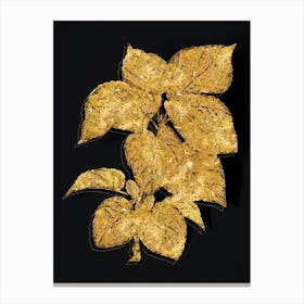 Vintage White Mulberry Plant Botanical in Gold on Black n.0491 Canvas Print