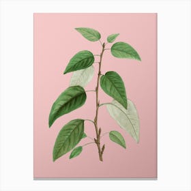 Vintage Balsam Poplar Leaves Botanical on Soft Pink n.0719 Canvas Print