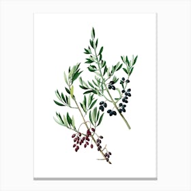 Vintage Wild Olive Botanical Illustration on Pure White n.0417 Canvas Print