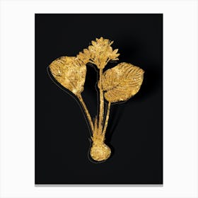 Vintage Cardwell Lily Botanical in Gold on Black Canvas Print