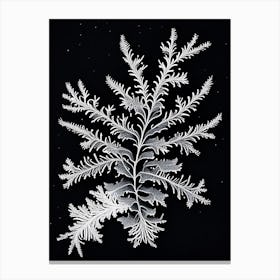 Fernlike Stellar Dendrites, Snowflakes, Vintage Botanical Illustration 2 Canvas Print
