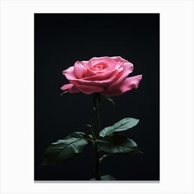 Pink Rose On Black Background 82 Toile