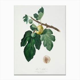 Fig (Ficus Carica) From Pomona Italiana (1817 - 1839), Giorgio Gallesio 1 Canvas Print