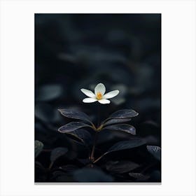 White Flower In The Dark 39 Canvas Print