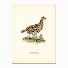 Hazel Grouse, The Von Wright Brothers 1 Canvas Print