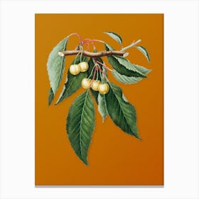 Vintage Cherry Botanical on Sunset Orange n.0063 Canvas Print