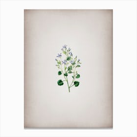 Vintage Dalmatian Wall Campanula Botanical on Parchment Canvas Print