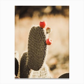 Cactus Fruit Canvas Print