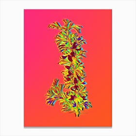 Neon Caragana Spinosa Botanical in Hot Pink and Electric Blue n.0355 Canvas Print