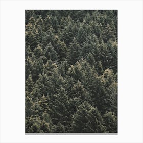 Thick Pine Forest Canvas Print