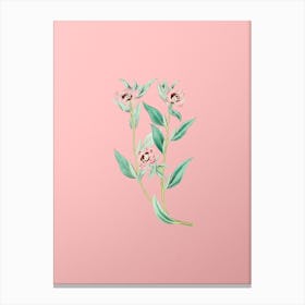 Vintage Long Branched Enothera Botanical on Soft Pink n.0847 Canvas Print