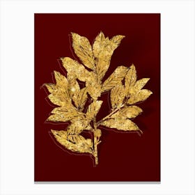 Vintage Bay Laurel Botanical in Gold on Red Canvas Print