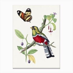Bird Fruits And Butterfly Canvas Print