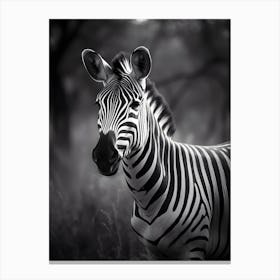 Zebra in the Nature Canvas Print